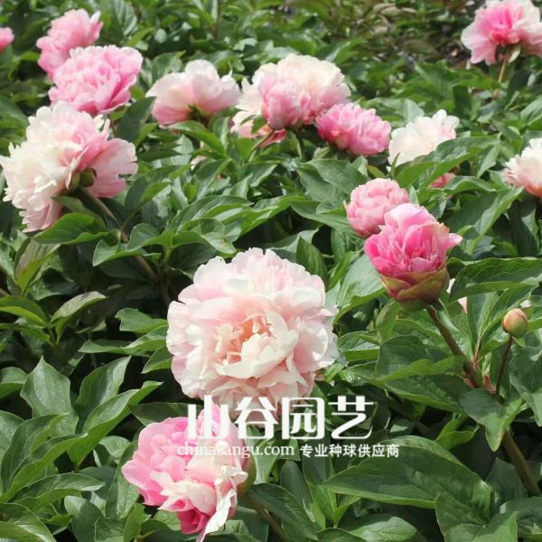 创世大发-芍药