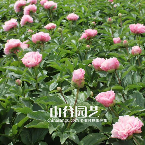 创世大发-芍药