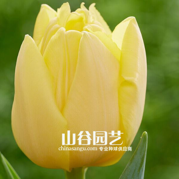 创世大发-郁金香