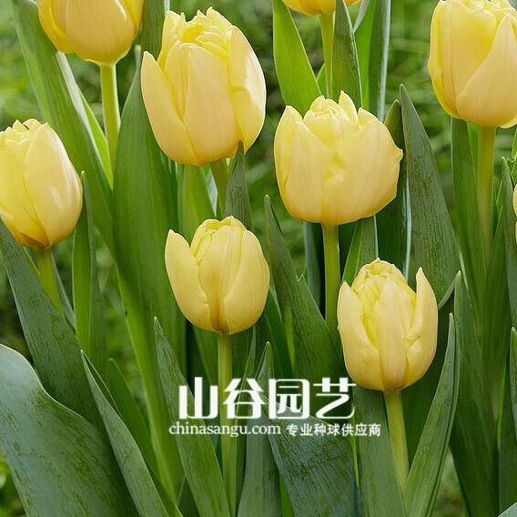 创世大发-郁金香