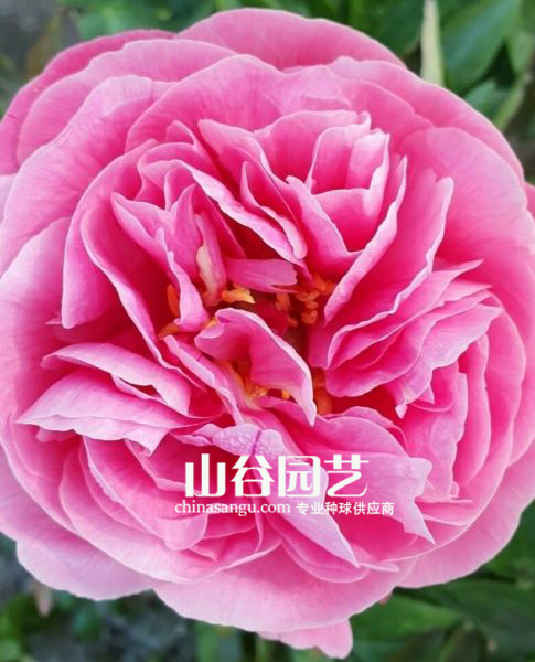 创世大发-芍药