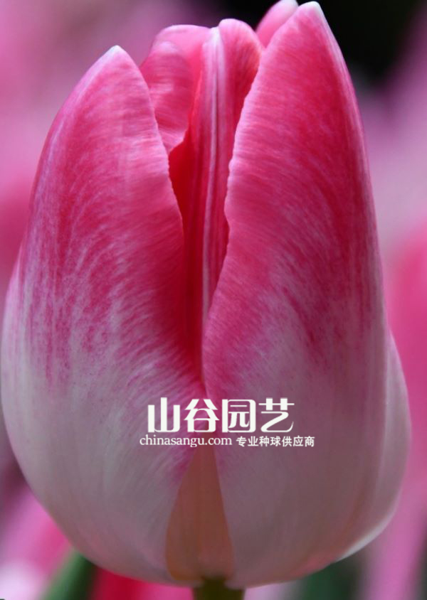 创世大发-郁金香