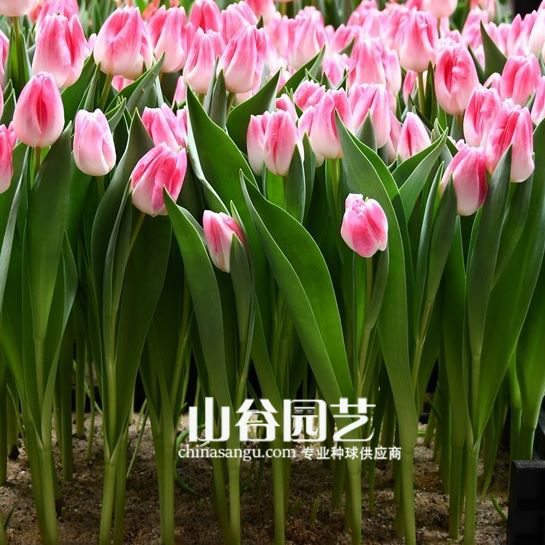创世大发-郁金香
