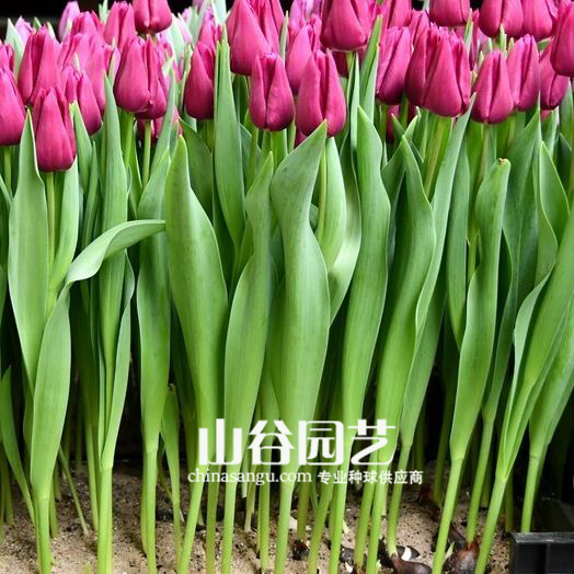 创世大发-郁金香