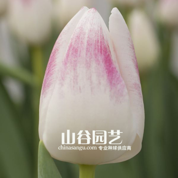 创世大发-郁金香