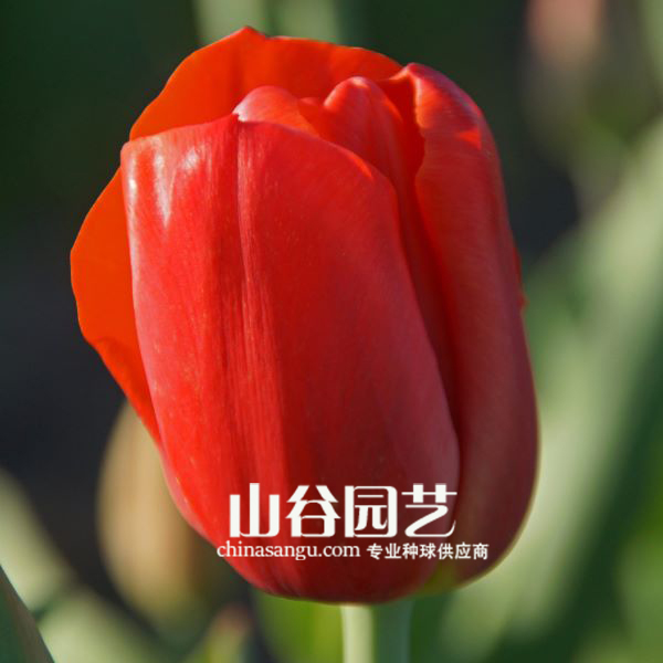 创世大发-郁金香