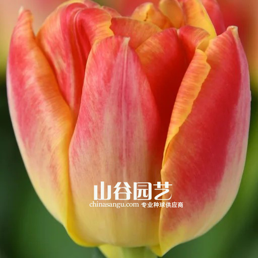 创世大发-郁金香