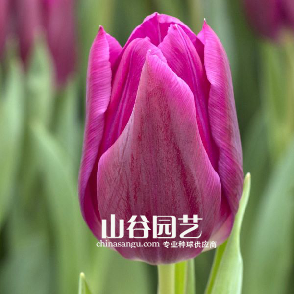 创世大发-郁金香