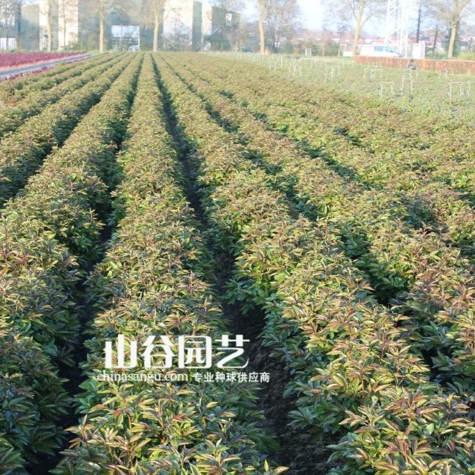 创世大发-芍药