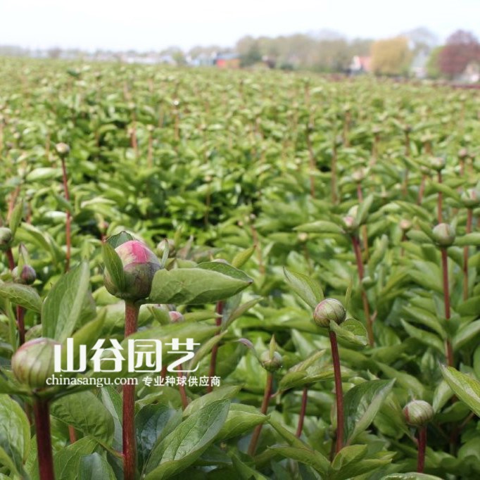 创世大发-芍药