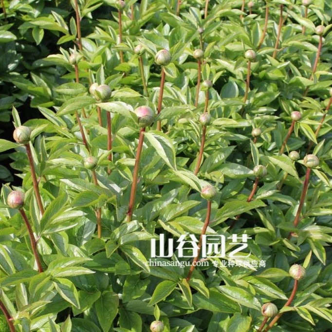 创世大发-芍药