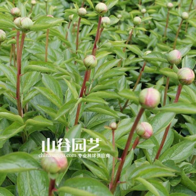 创世大发-芍药