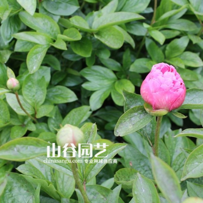 创世大发-芍药