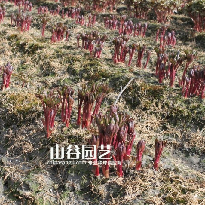 创世大发-芍药