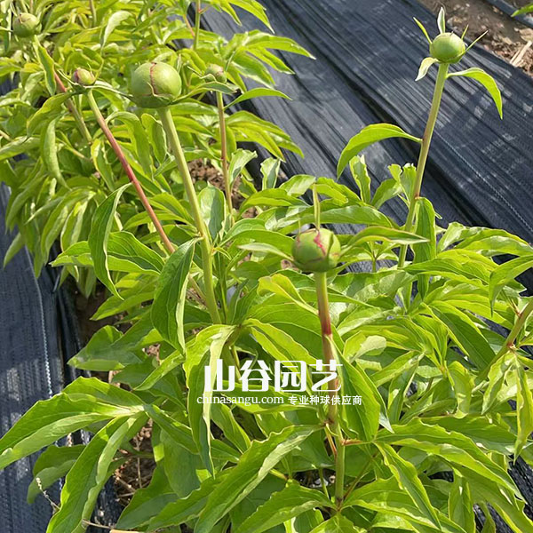 创世大发-芍药