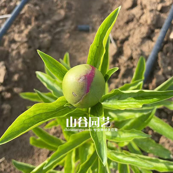 创世大发-芍药