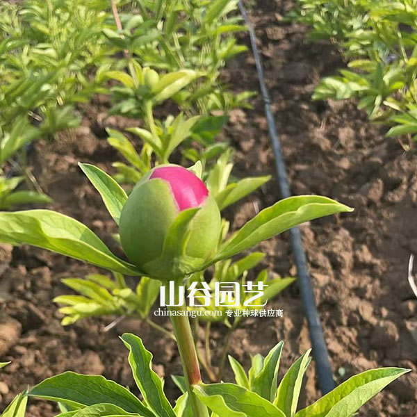 创世大发-芍药