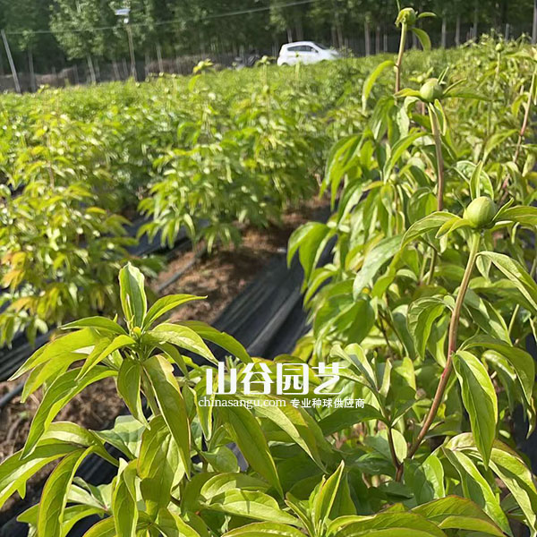创世大发-芍药