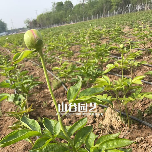 创世大发-芍药
