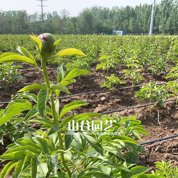 创世大发-芍药