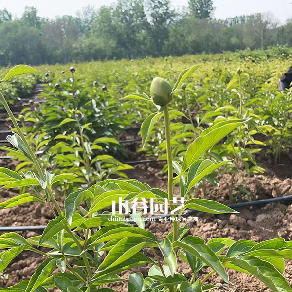 创世大发-芍药