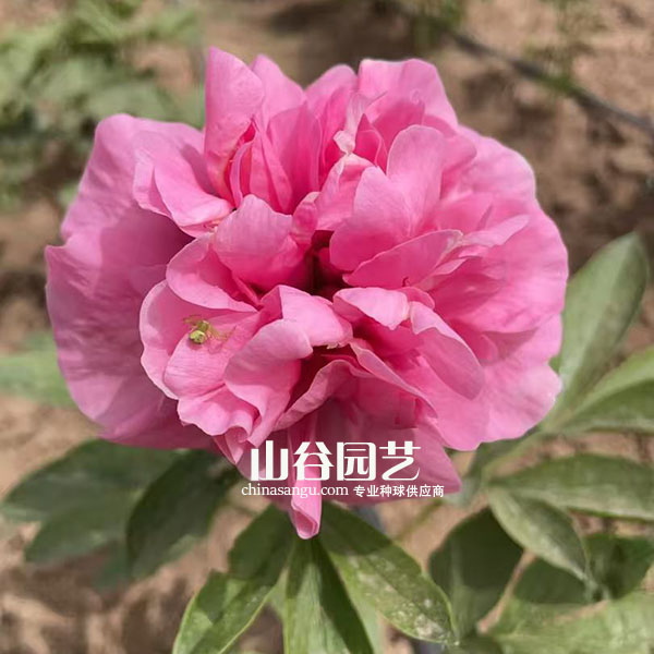 创世大发-芍药