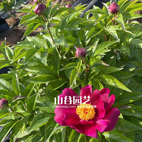 创世大发-芍药