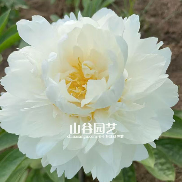 创世大发-芍药