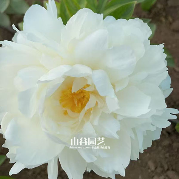 创世大发-芍药