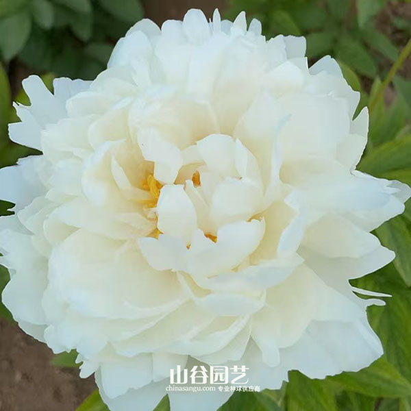 创世大发-芍药