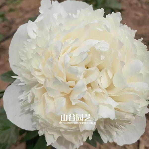 创世大发-芍药