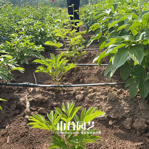 创世大发-芍药