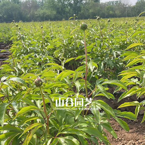 创世大发-芍药