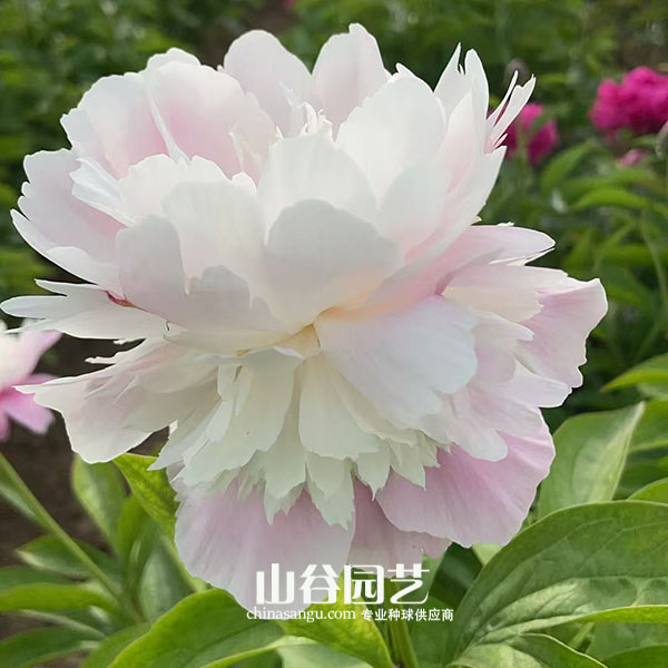 创世大发-芍药