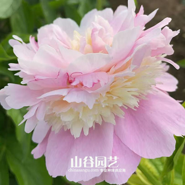 创世大发-芍药