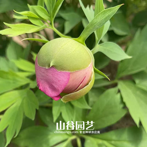 创世大发-芍药