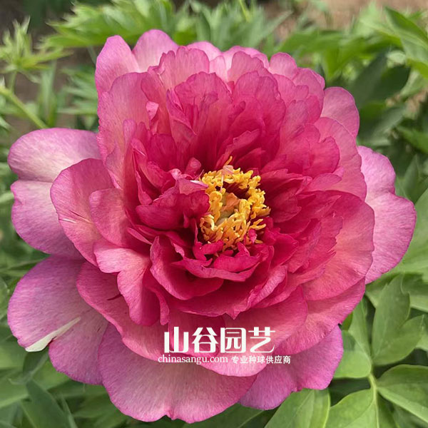 创世大发-芍药