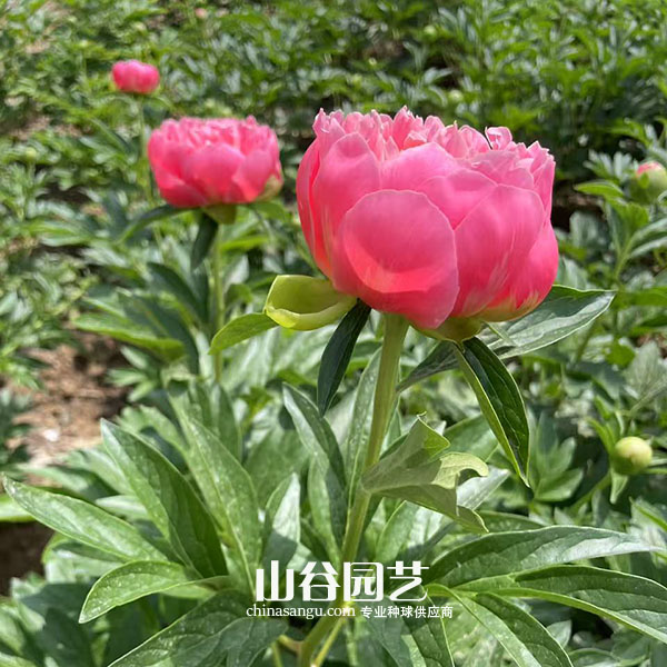 创世大发-芍药