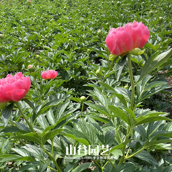 创世大发-芍药