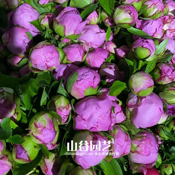 创世大发-芍药