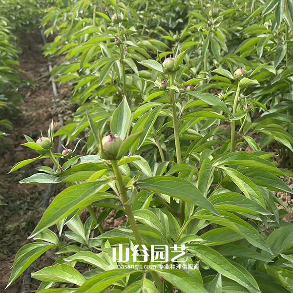 创世大发-芍药