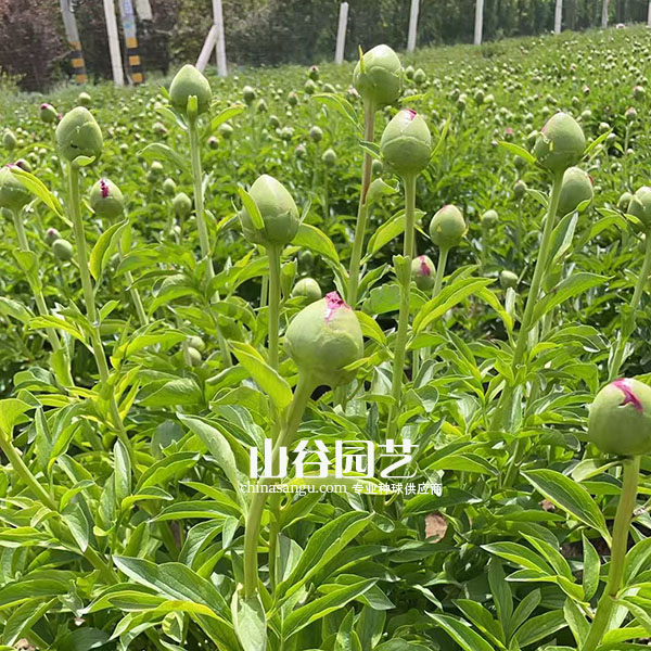 创世大发-芍药