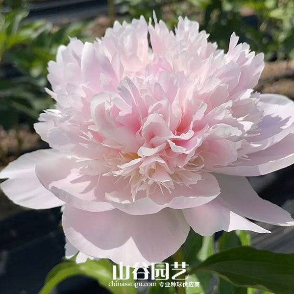 创世大发-芍药
