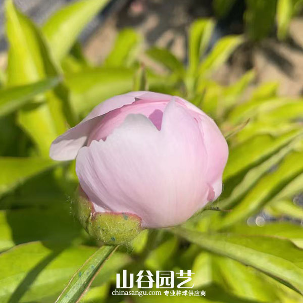 创世大发-芍药