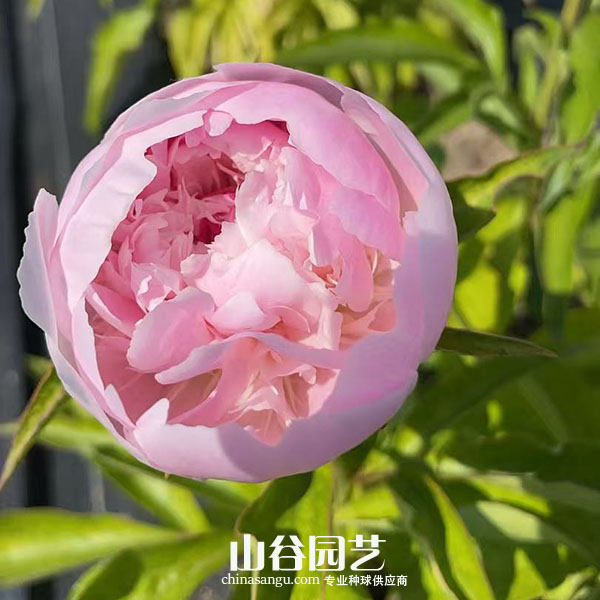 创世大发-芍药