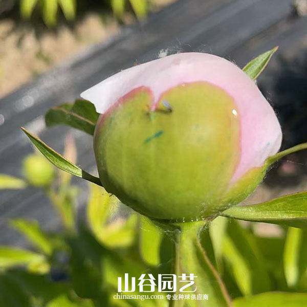 创世大发-芍药