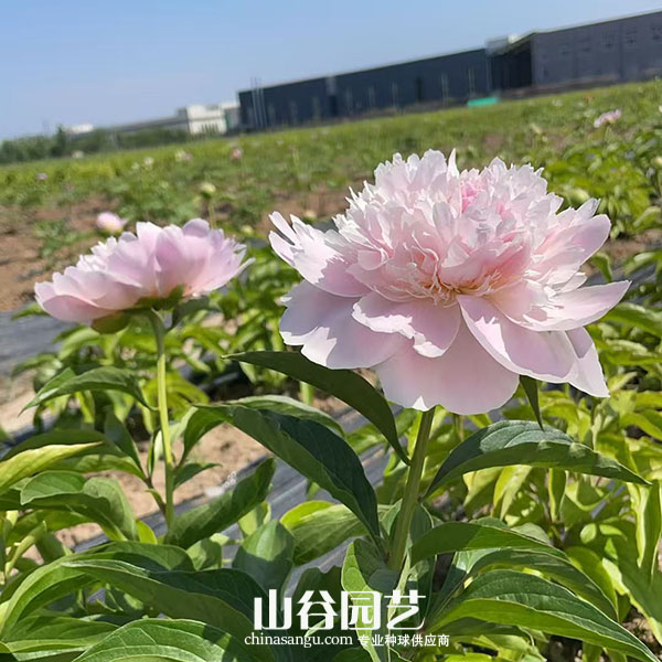 创世大发-芍药