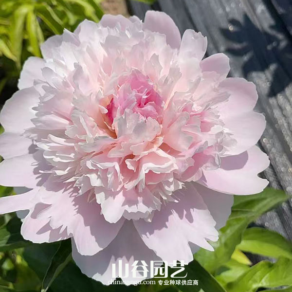 创世大发-芍药