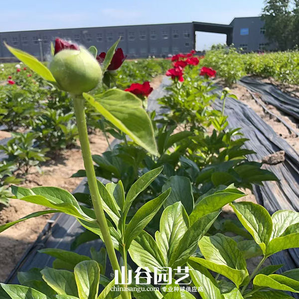 创世大发-芍药
