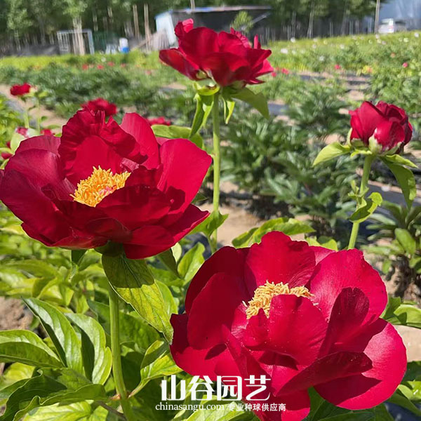 创世大发-芍药
